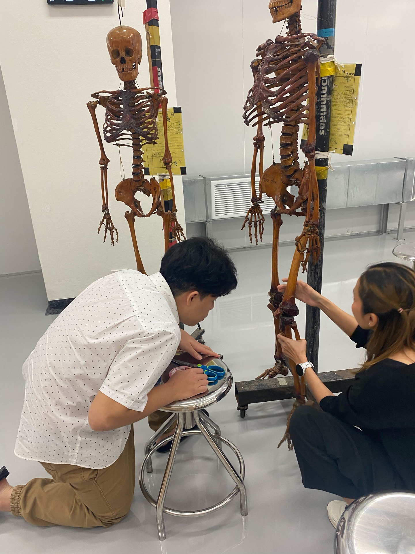 Biomechanics & Anatomical Research
